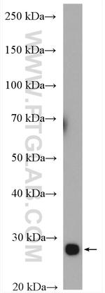 TPI1 Antibody in Western Blot (WB)