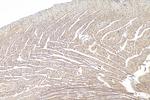UBL5 Antibody in Immunohistochemistry (Paraffin) (IHC (P))