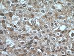 HINT1 Antibody in Immunohistochemistry (Paraffin) (IHC (P))