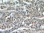 HINT1 Antibody in Immunohistochemistry (Paraffin) (IHC (P))