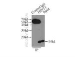HINT1 Antibody in Immunoprecipitation (IP)