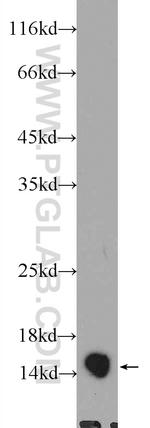 HINT1 Antibody in Western Blot (WB)