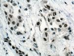 Cyclin H Antibody in Immunohistochemistry (Paraffin) (IHC (P))