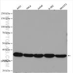 Cyclin H Antibody in Western Blot (WB)