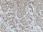 Cyclin H Antibody in Immunohistochemistry (Paraffin) (IHC (P))
