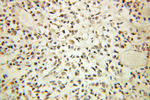 Cyclin H Antibody in Immunohistochemistry (Paraffin) (IHC (P))