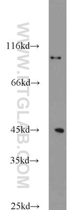 Cyclin H Antibody in Western Blot (WB)