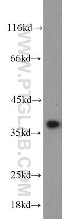 Cyclin H Antibody in Western Blot (WB)