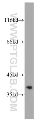 Cyclin H Antibody in Western Blot (WB)