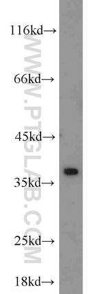 Cyclin H Antibody in Western Blot (WB)