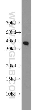 Cyclin H Antibody in Western Blot (WB)