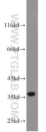 Cyclin H Antibody in Western Blot (WB)