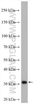 Cyclin H Antibody in Western Blot (WB)