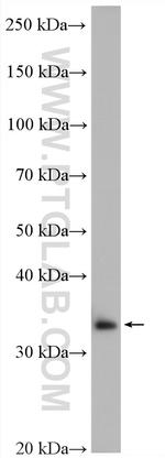 Cyclin H Antibody in Western Blot (WB)