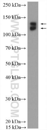EPB41L3 Antibody in Western Blot (WB)