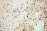 PDCD2 Antibody in Immunohistochemistry (Paraffin) (IHC (P))