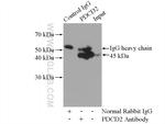 PDCD2 Antibody in Immunoprecipitation (IP)
