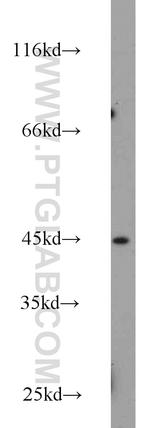 PDCD2 Antibody in Western Blot (WB)