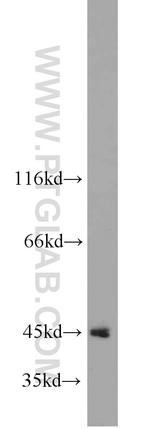 PDCD2 Antibody in Western Blot (WB)