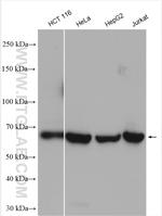 ATIC Antibody in Western Blot (WB)