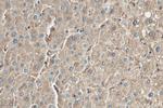 Ferritin light chain Antibody in Immunohistochemistry (Paraffin) (IHC (P))