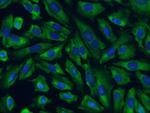 SERBP1 Antibody in Immunocytochemistry (ICC/IF)