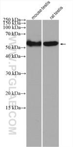 SERBP1 Antibody in Western Blot (WB)