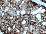 MGP Antibody in Immunohistochemistry (Paraffin) (IHC (P))