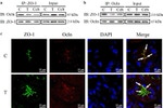 Occludin Antibody in Immunohistochemistry, Immunoprecipitation (IHC, IP)