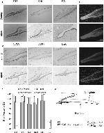 Cytokeratin 15 Antibody in Immunohistochemistry, Immunocytochemistry (IHC, ICC/IF)