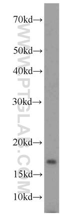 VAMP4 Antibody in Western Blot (WB)
