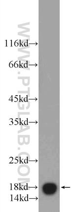 VAMP4 Antibody in Western Blot (WB)
