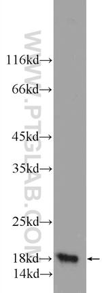 VAMP4 Antibody in Western Blot (WB)