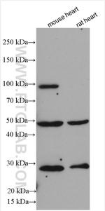 DTNA Antibody in Western Blot (WB)
