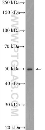 DTNA Antibody in Western Blot (WB)