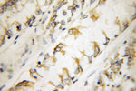 Centromere protein R Antibody in Immunohistochemistry (Paraffin) (IHC (P))