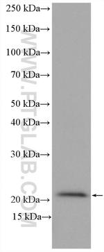 Centromere protein R Antibody in Western Blot (WB)