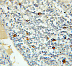 MRE11 Antibody in Immunohistochemistry (Paraffin) (IHC (P))