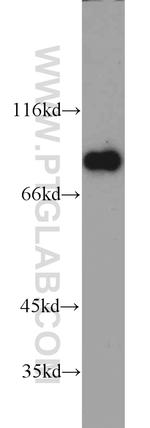 MRE11 Antibody in Western Blot (WB)