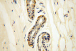 LKB1 Antibody in Immunohistochemistry (Paraffin) (IHC (P))
