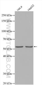 LKB1 Antibody in Western Blot (WB)