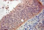 DARPP32 Antibody in Immunohistochemistry (Paraffin) (IHC (P))