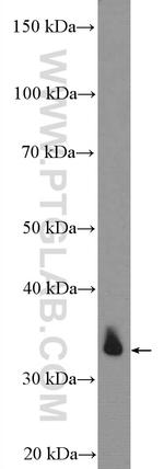 DARPP32 Antibody in Western Blot (WB)