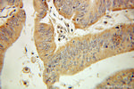UCP3 Antibody in Immunohistochemistry (Paraffin) (IHC (P))
