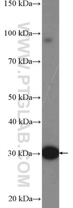 UCP3 Antibody in Western Blot (WB)