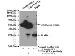 NIPSNAP3A Antibody in Immunoprecipitation (IP)