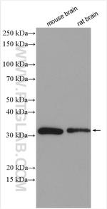 NIPSNAP3A Antibody in Western Blot (WB)