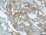 PTGDS Antibody in Immunohistochemistry (Paraffin) (IHC (P))