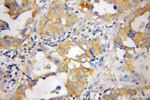 PTGDS Antibody in Immunohistochemistry (Paraffin) (IHC (P))