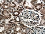 GUK1 Antibody in Immunohistochemistry (Paraffin) (IHC (P))
